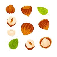 Hazelnuts at various stages of ripeness, showcasing the nut, shell, and kernel, providing a comprehensive visual guide to this popular nut vector