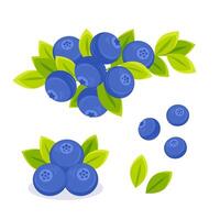 Blueberry Set. Fresh ripe blueberries. Berries on branches with leaves. Juicy berries of wild forest. vector