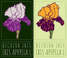 Drawing BICOLOR IRIS. Hand drawn illustration. Latin name is IRIS APHYLLA L. vector
