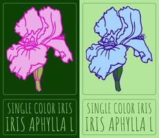 Drawing SINGLE COLOR IRIS. Hand drawn illustration. Latin name is IRIS APHYLLA L. vector