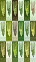 Set of drawing CRITESION in various colors. Hand drawn illustration. Latin name is HORDEUM L vector