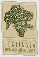 Drawing HORTENSIA. Hand drawn illustration. Latin name is HYDRANGEA ARBORESCENS L. vector
