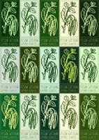 Set of drawing PISUM SATIVUM in various colors. Hand drawn illustration. Latin name is LATHYRUS OLERACEUS L. vector
