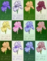 Set of drawing SINGLE COLOR IRIS in various colors. Hand drawn illustration. Latin name is IRIS APHYLLA L. vector