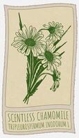 Drawing SCENTLESS CHAMOMILE. Hand drawn illustration. Latin name is TRIPLEUROSPERMUM INODORUM L. vector