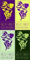 Set of drawing WILD PANSY in Chinese in various colors. Hand drawn illustration. Latin name is VIOLA TRICOLOR L. vector