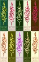 Set of drawing PANICULATE GLADIOLUS in various colors. Hand drawn illustration. Latin name is GLADIOLUS L. vector