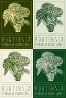 Set of drawing HORTENSIA in various colors. Hand drawn illustration. Latin name is HYDRANGEA ARBORESCENS L. vector