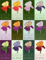 Set of drawing BICOLOR IRIS in various colors. Hand drawn illustration. Latin name is IRIS APHYLLA L. vector