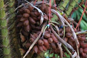 Salacca on tree. Sala Sumalee is a cultivar from Thailand. The snake fruits. photo