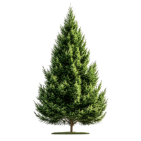 Tall Evergreen Tree with a Transparent Background, Isolated on Black, Perfect for Nature-Themed Designs png