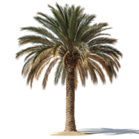 Palm Tree with a Transparent Background for Design Projects and Tropical Scenes png