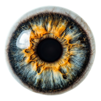 A Close-Up View of a Human Eye with a Transparent Background, Revealing the Intricate Details of the Iris, Pupil, and Sclera png