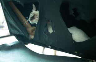 A Siamese cat showing itself after biting and scratching sofa in human house. Cats are known to chew on objects such as shoes, furniture, and cords. photo