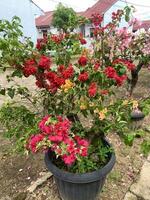 potted plants with red paper flowers in front of the house photo