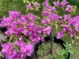 a purple flower is in a pot on the ground photo