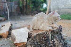 cat sit on the wooden in the garden, soft focus photo