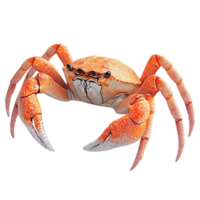 Orange Crab with Transparent Background, A Detailed Look at a Crustacean with Sharp Claws png