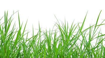 A cut-out of a clump of green tall grass on a white background with clipping paths. photo
