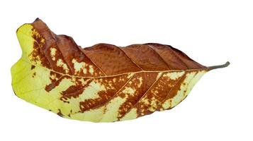 Cut out of teak leaf on a white background with clipping paths. The detailed veins and rich yellow and brown color of the leaves are clearly visible. photo