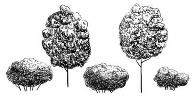 Trees illustration. Linear drawing for clipart with shrubs. Forest plants for greeting cards or invitations painted by black inks in linear style. Etching of forest elements. vector