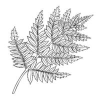 Botanical Illustration of Fern Leaf on isolated background. Outline Drawing of woodland branch for wedding invitations or harvest greeting cards. Linear black etching of forest plant for icon. vector