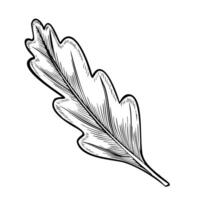 autumn Oak Leaf Illustration with painted by black inks in outline style. Line art Drawing of fall plant for harvest greeting cards or Halloween invitations. Etching for postcards. vector