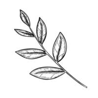 Branch with leaves illustration. Linear drawing of plant for wedding invitations or greeting cards in linear style painted by black inks. Etching of botanical element for rustic design. vector