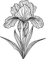 Iris coloring book hand drew botanical spring elements bouquet of iris flower line art, coloring page, sketch, artistic simplicity doodle art, Easy iris flower line drawing vector