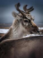 close up of a Reindeer photo