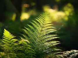 green ferns against a dark background photo