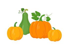 Different tipes of pumpkin on white background. vector