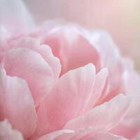 Soft focus close-up of delicate pink peony petals creating a dreamy and ethereal floral composition photo
