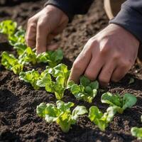 Hands planting young seedlings in fertile soil on a farm during spring photo