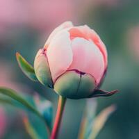 Close-up of a delicate pink peony bud with soft petals and a blurred, colorful background photo