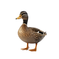 A Mallard Duck Standing on a Transparent Background, Isolated Mallard Duck Image, Free Downloadable Mallard Duck Photo, High Quality Transparent Background Duck Image png