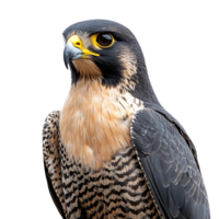 A Majestic Peregrine Falcon with a Sharp Gaze on a Transparent Background png