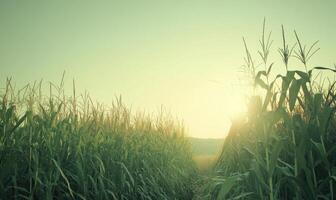 Closeup view on the green corns on the cornfield under the sunset light photo