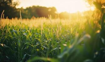 Cornfield in the evening, golden hues, calm breeze, tall green stalks photo