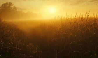 Cornfield at dusk, soft light, golden hues photo
