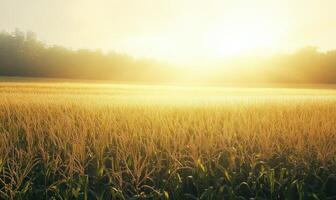 Closeup view on the green corns on the cornfield under the sunset light photo