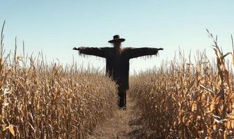 Cornfield with a scarecrow, tall stalks, clear sky photo