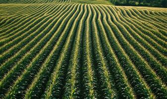Endless rows of corn, farm landscape photo