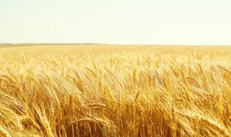 Golden wheat field, endless rows photo