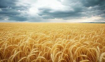 Golden wheat field, rolling landscape photo