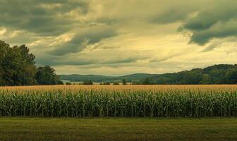 Green cornfield under cloudy sky photo