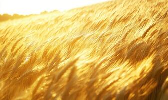 Closeup view on wheat field, golden stalks photo