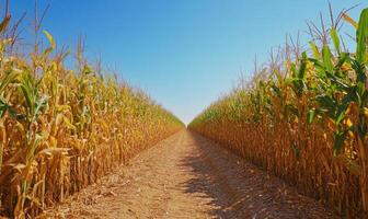 Path through cornfield, tall stalks on both sides photo