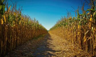 Path through cornfield, tall stalks on both sides photo