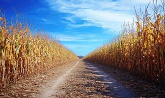 Path leading through cornfield, tall stalks photo